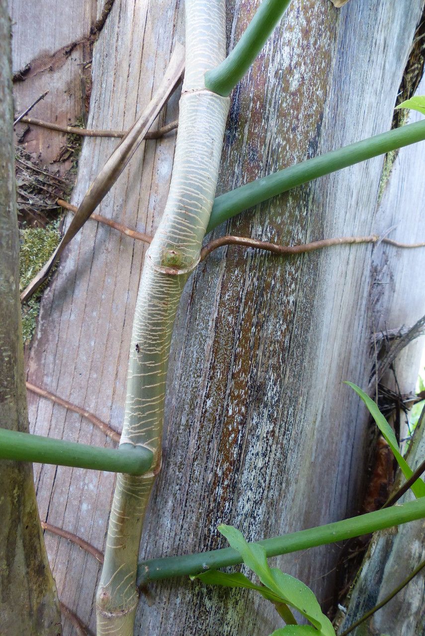 Philodendron gigas bark