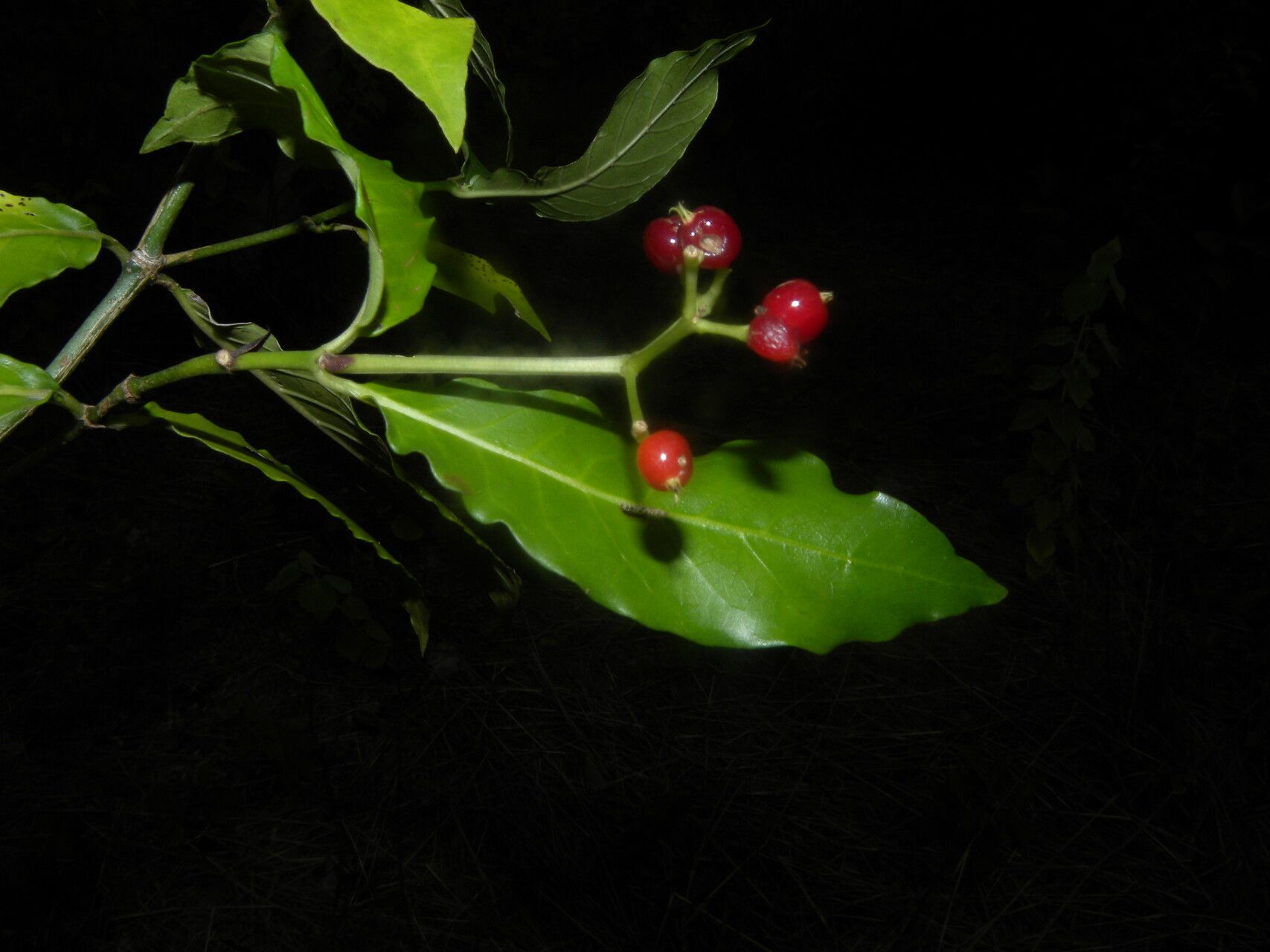 Psychotria horizontalis fruit