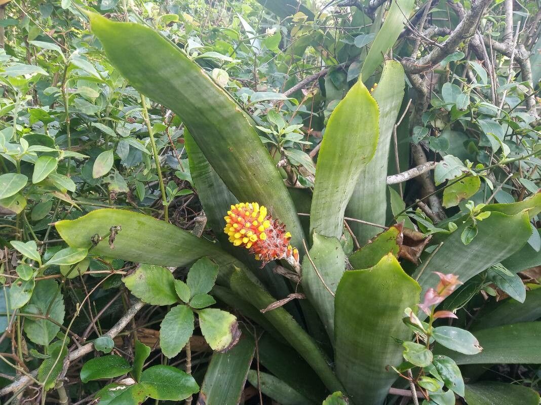 Aechmea comata flower
