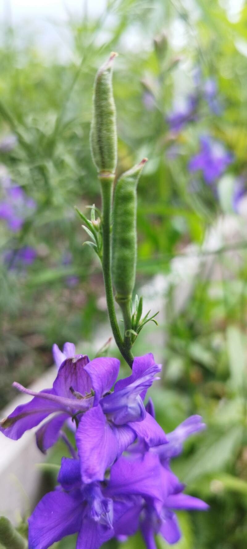 Delphinium orientale fruit