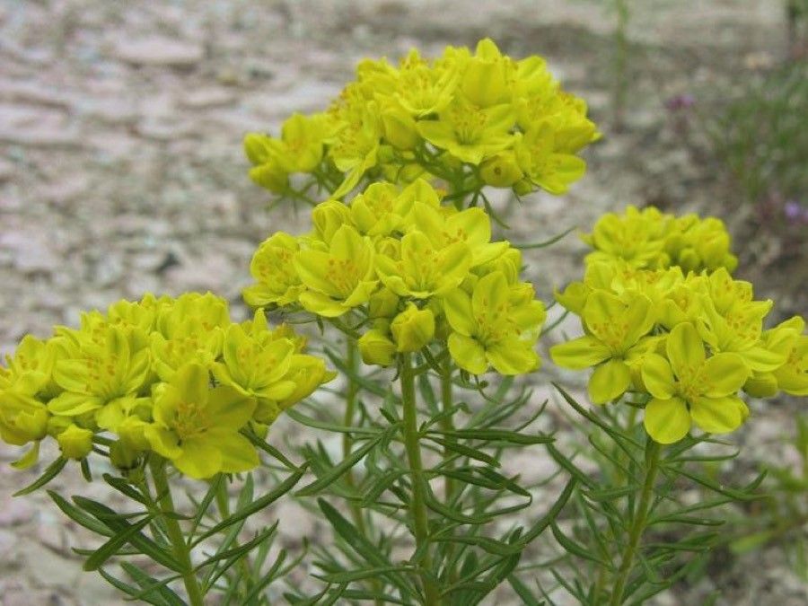 Haplophyllum patavinum — search result for 'Citrus'