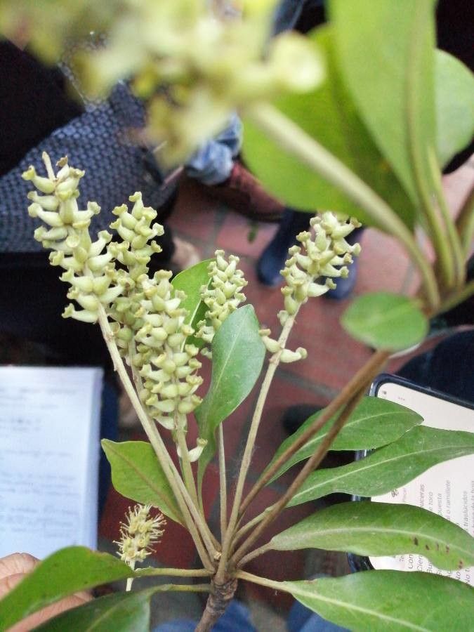 Bucida buceras flower