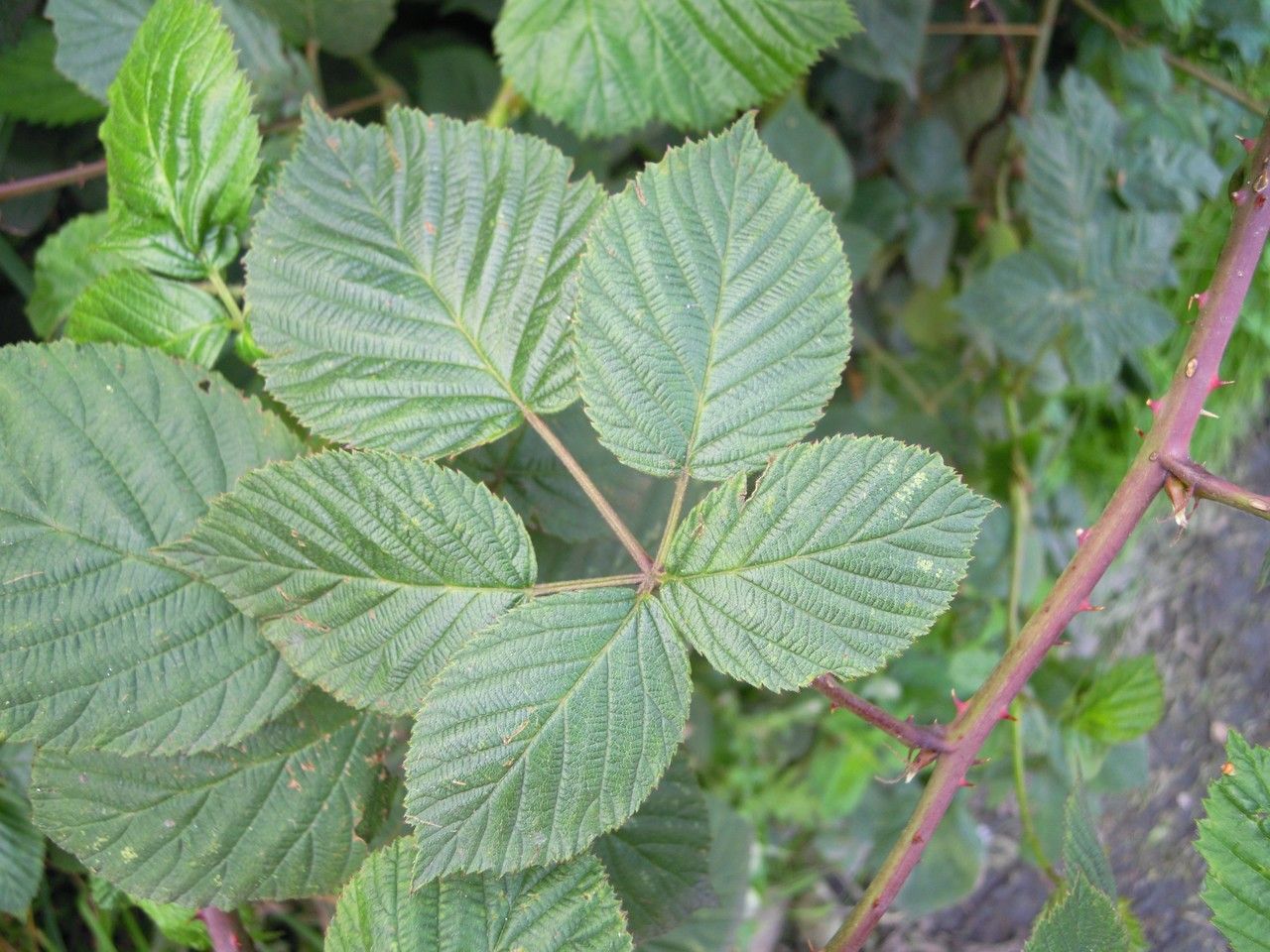 Rubus ammobius — houseplant care guide