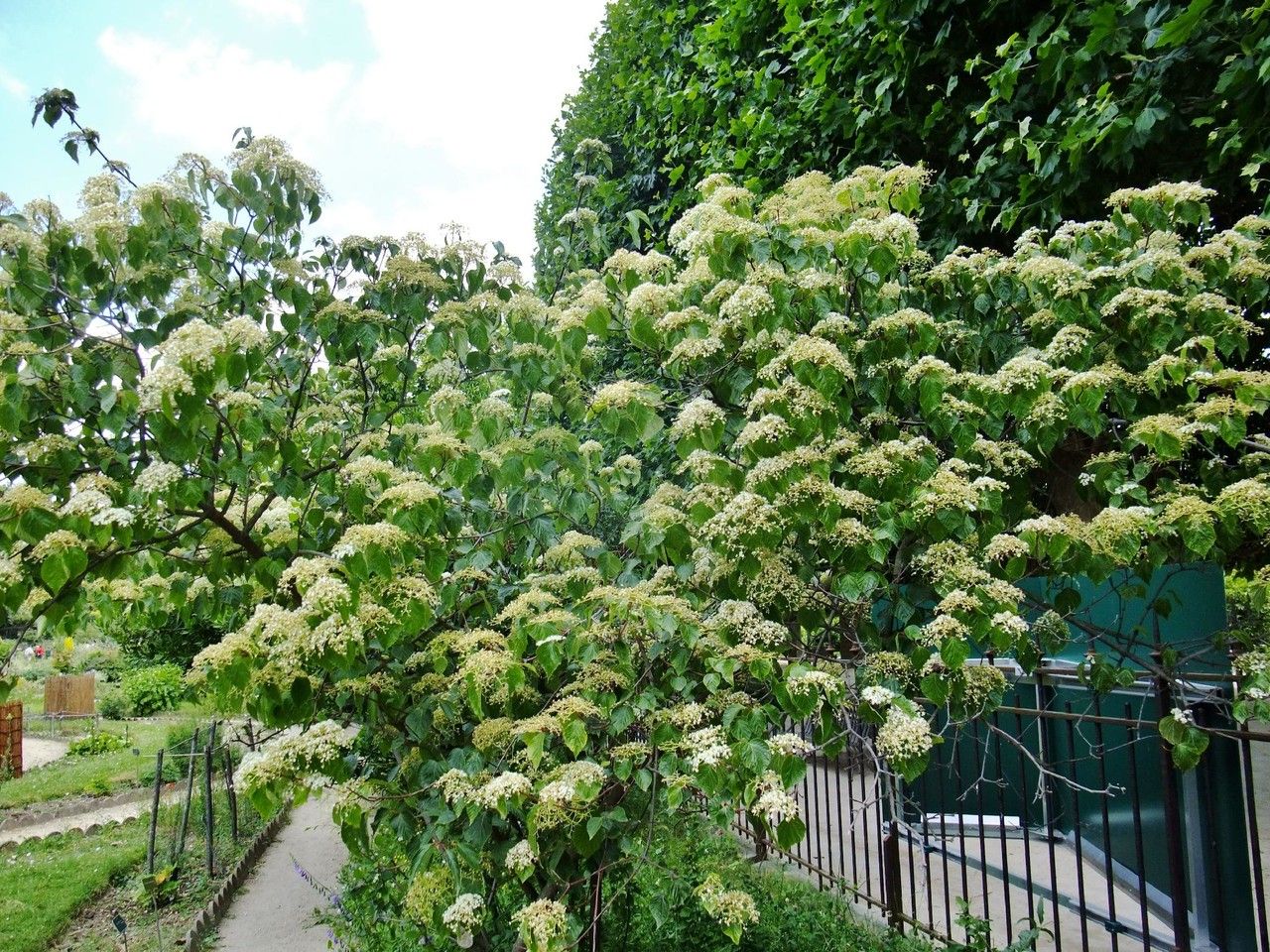 Viburnum betulifolium flower