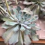 Echeveria Shaviana