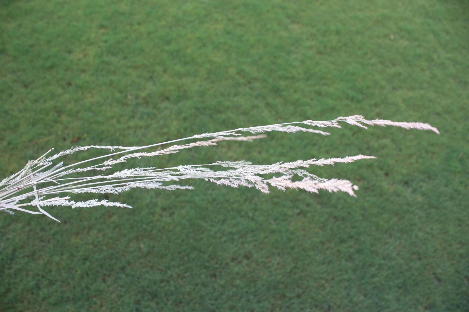 Lachnagrostis lachnantha — related species from the same genus