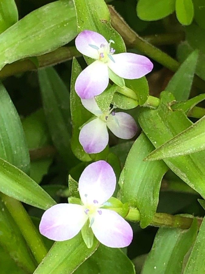 Murdannia keisak flower