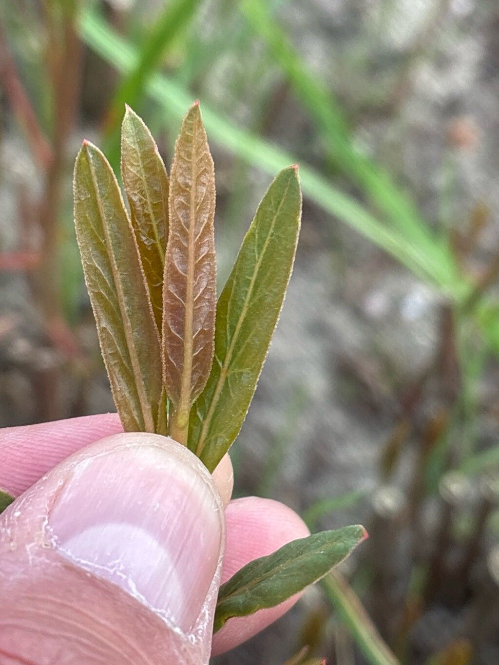 Trachomitum venetum — houseplant care guide
