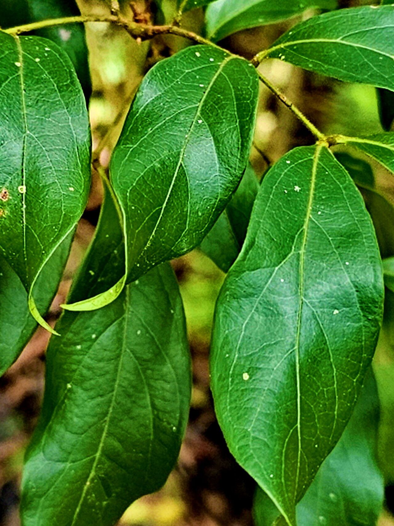 Archidendron muellerianum — houseplant care guide