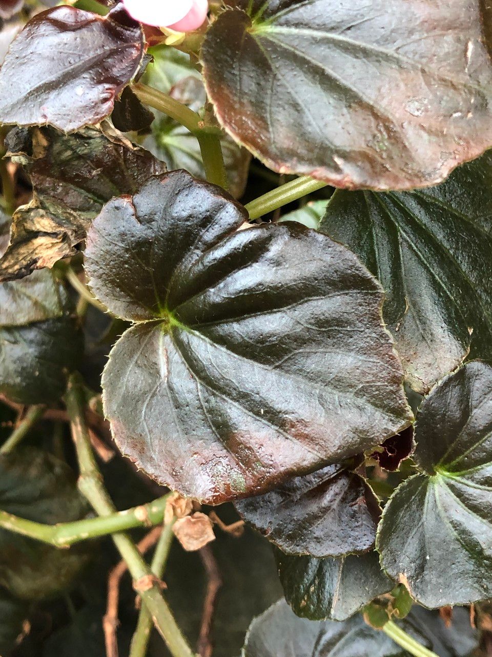 Begonia cucullata cv. 'Doublet Rose Pink' leaf