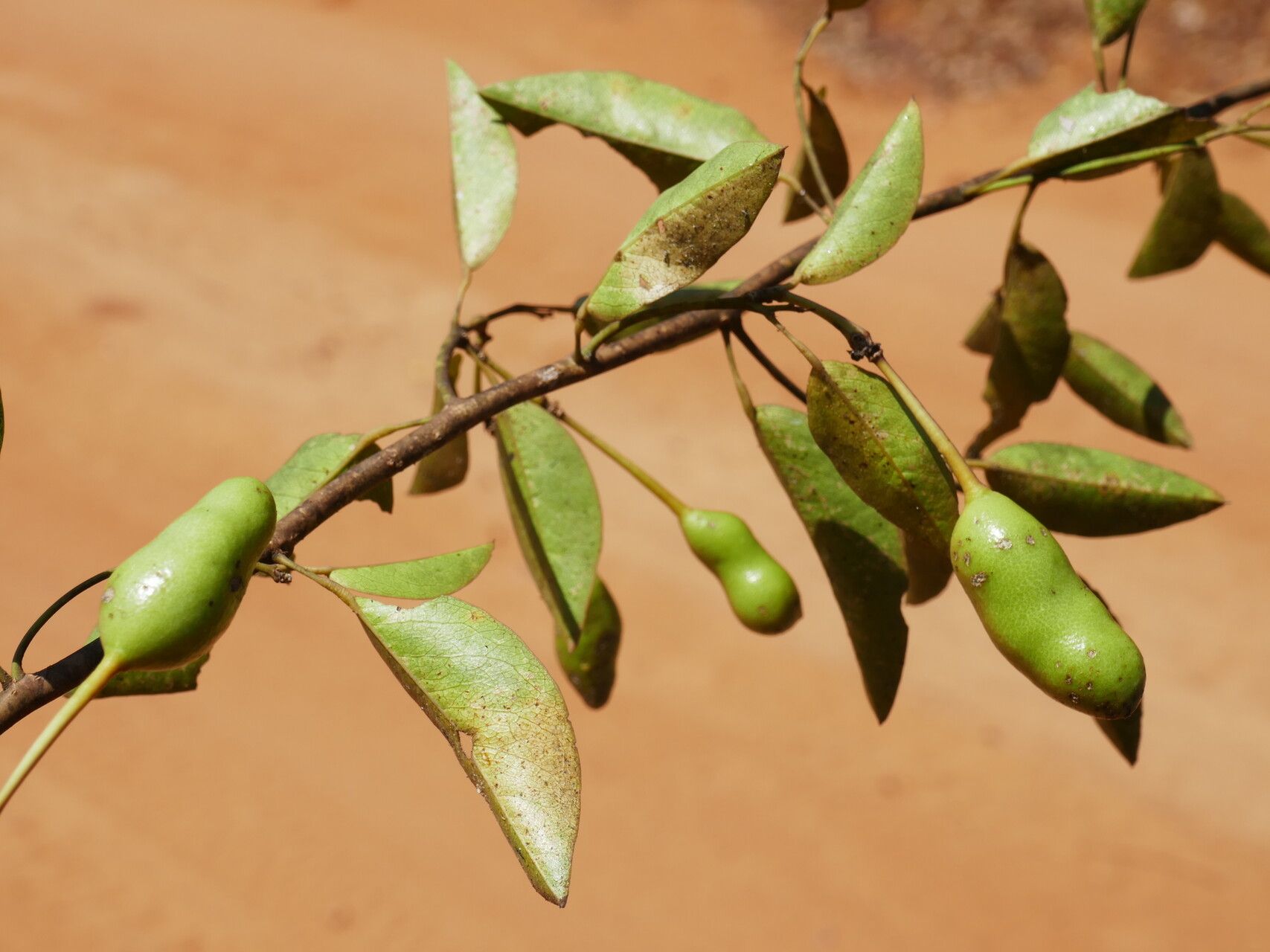 Maerua cylindrocarpa — search result for 'Maerua'
