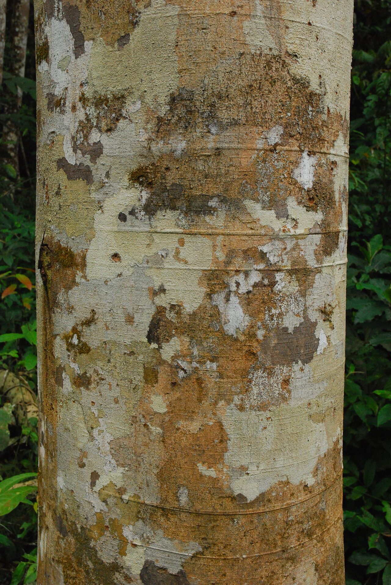 Julbernardia seretii bark