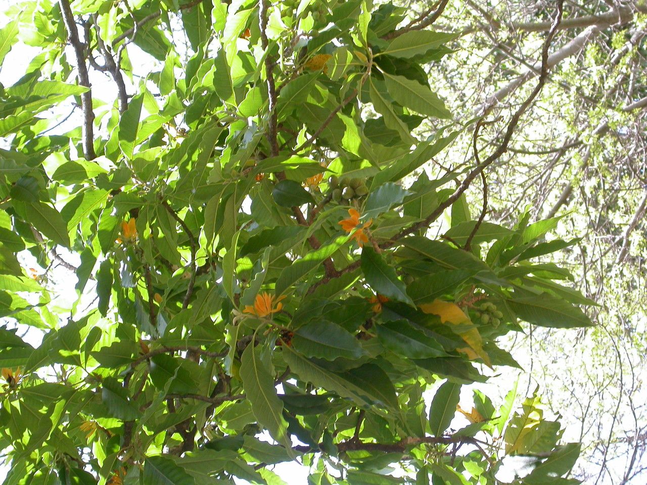 Magnolia champaca flower