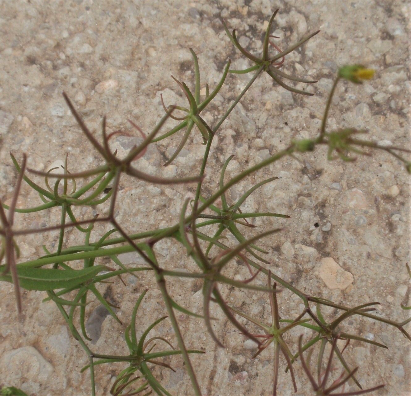 Rhagadiolus stellatus fruit