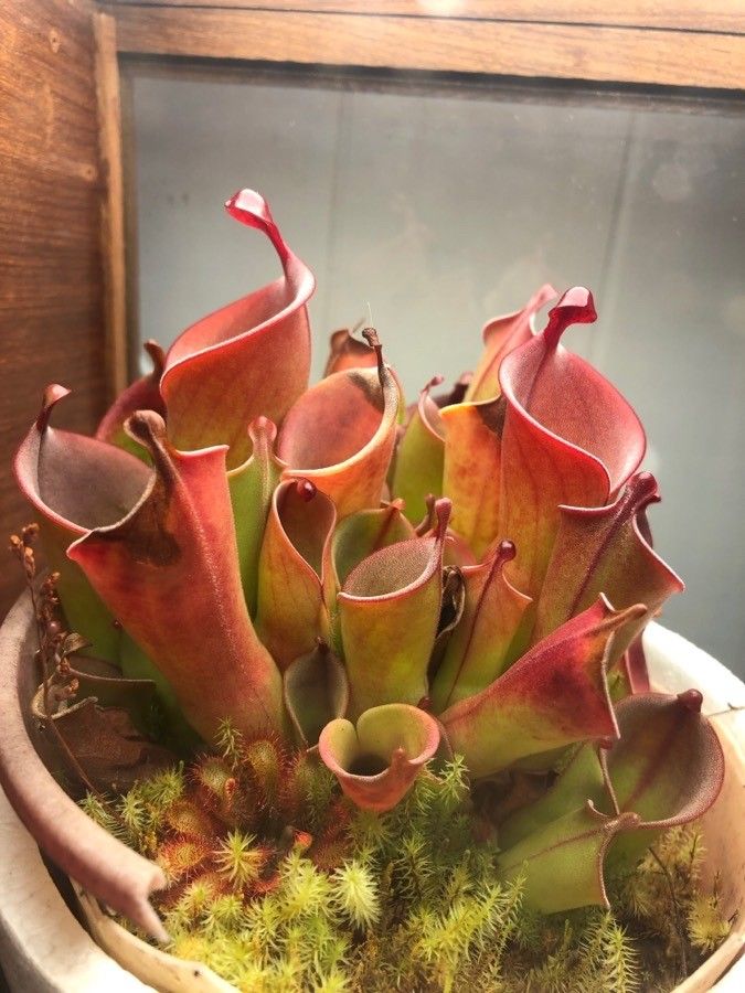 Heliamphora minor — houseplant care guide