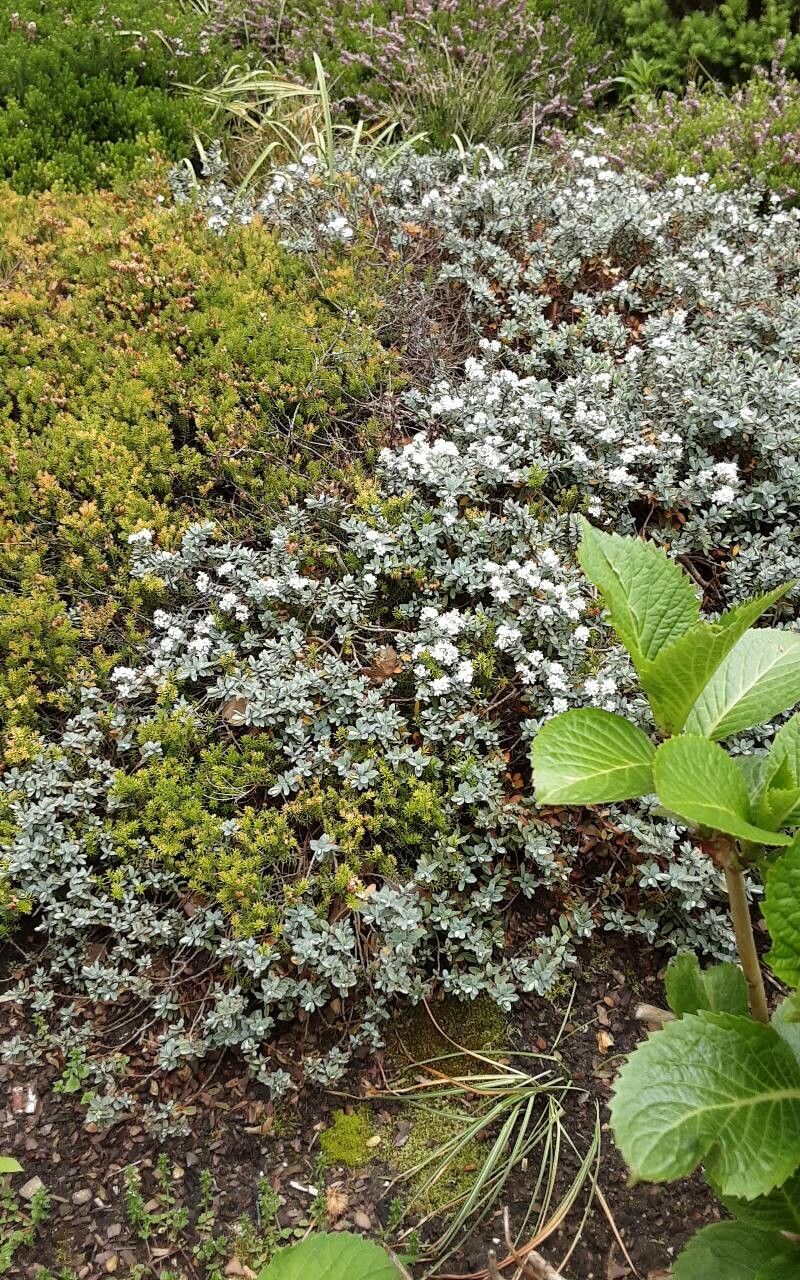 Veronica topiaria — houseplant care guide