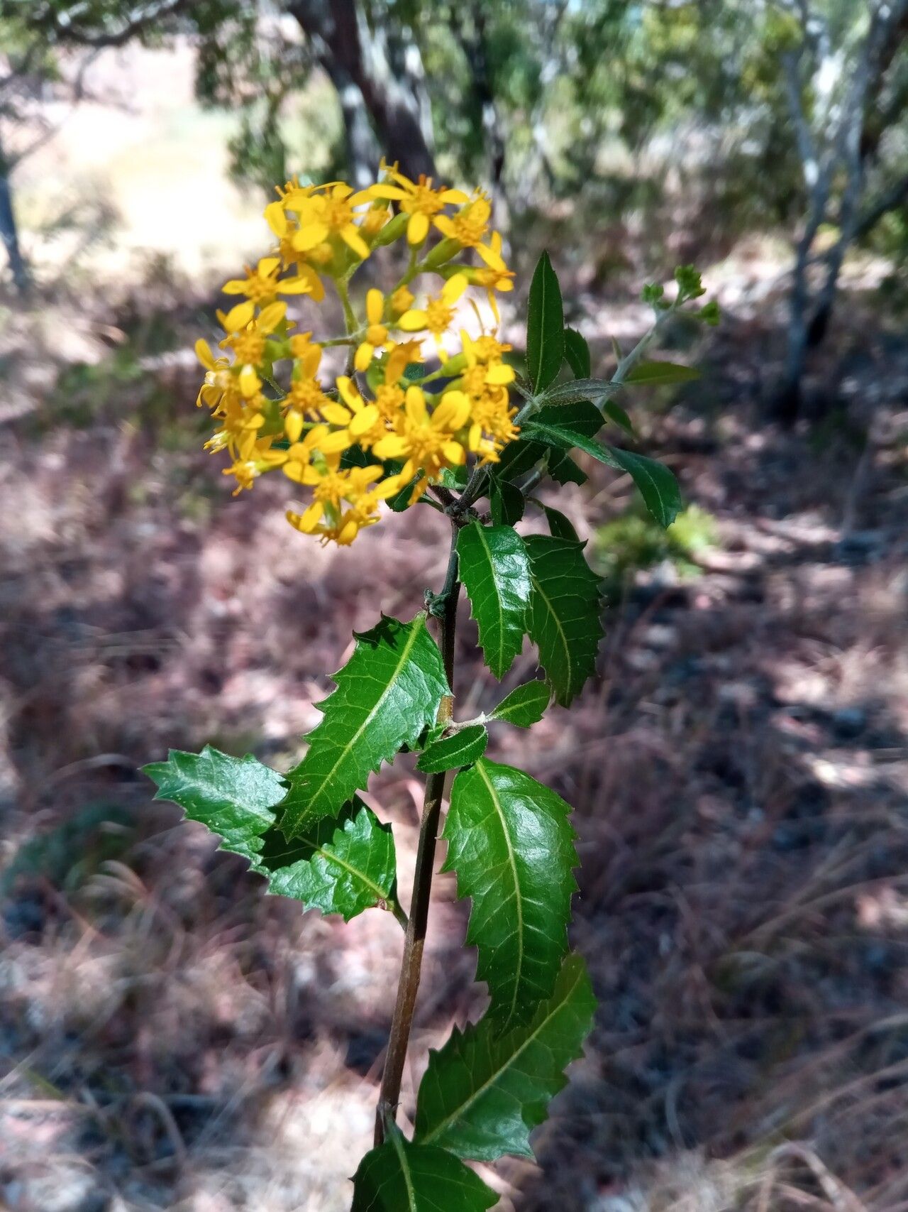 Hubertia faujasioides flower