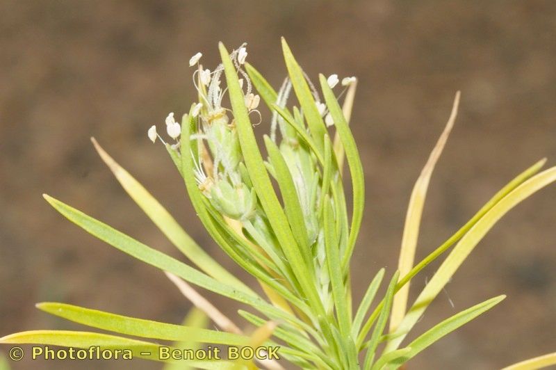 Plantago famarae fruit
