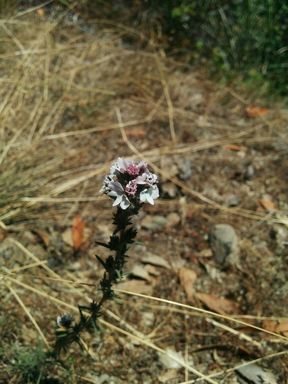 Calycadenia multiglandulosa flower