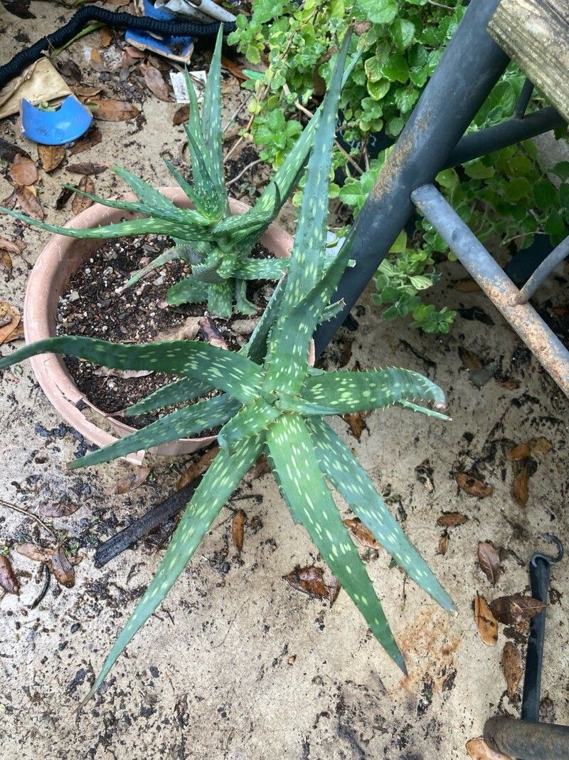 Aloe nyeriensis leaf