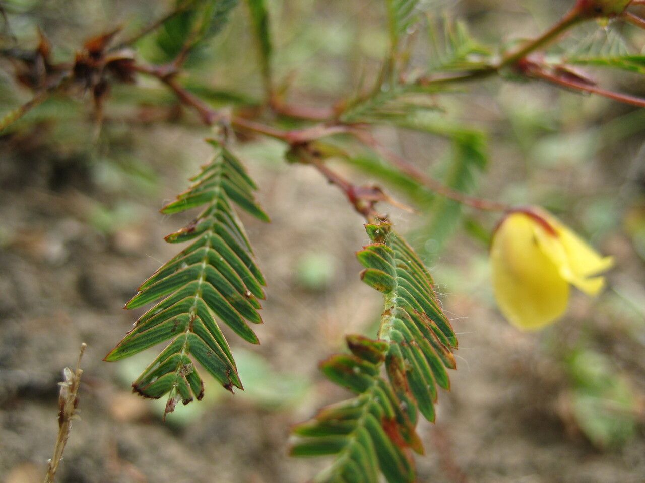 Chamaecrista flexuosa — houseplant care guide