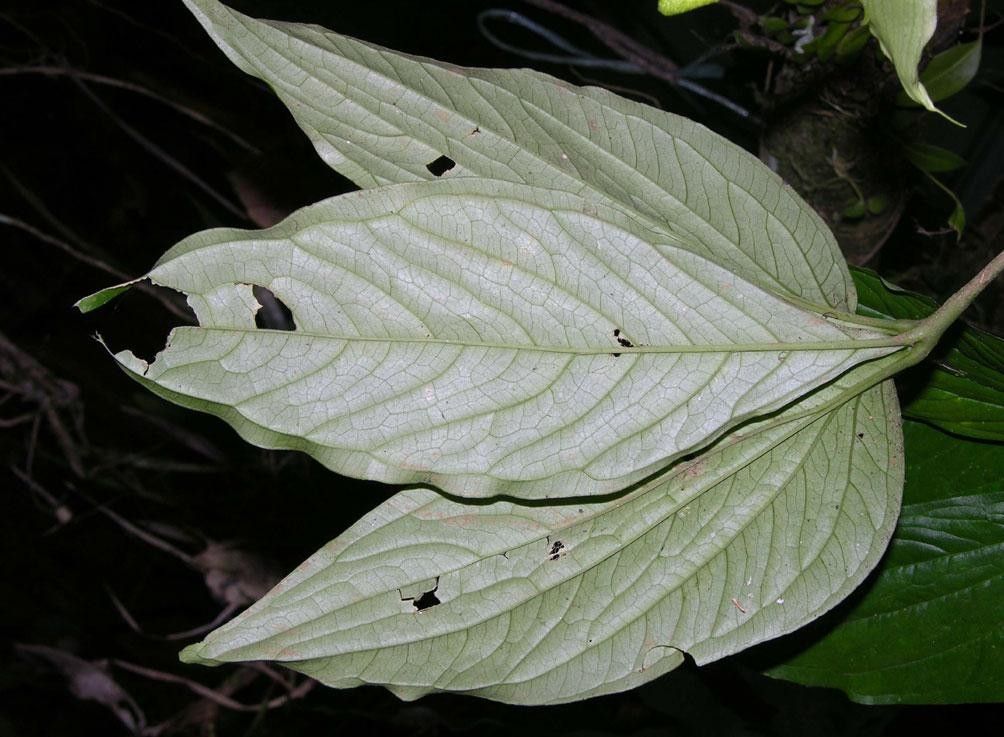 Anthurium trisectum — houseplant care guide