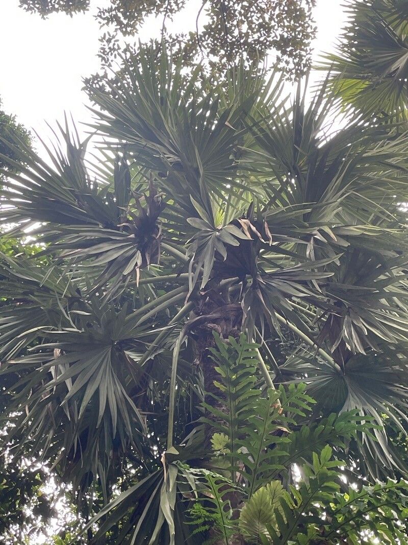 Borassus flabellifer leaf