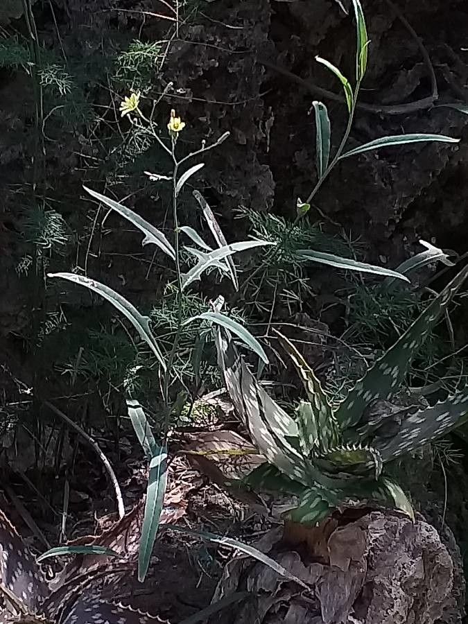 Launaea cornuta — houseplant care guide