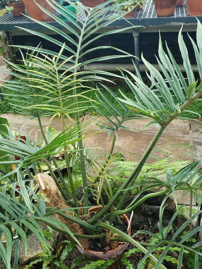 Philodendron angustisectum habit