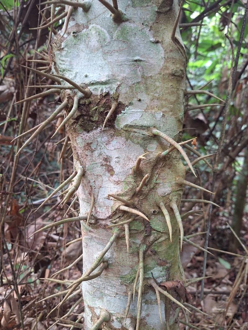 Macaranga spinosa bark