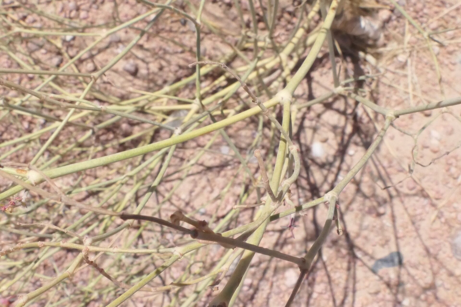 Euphorbia glanduligera bark