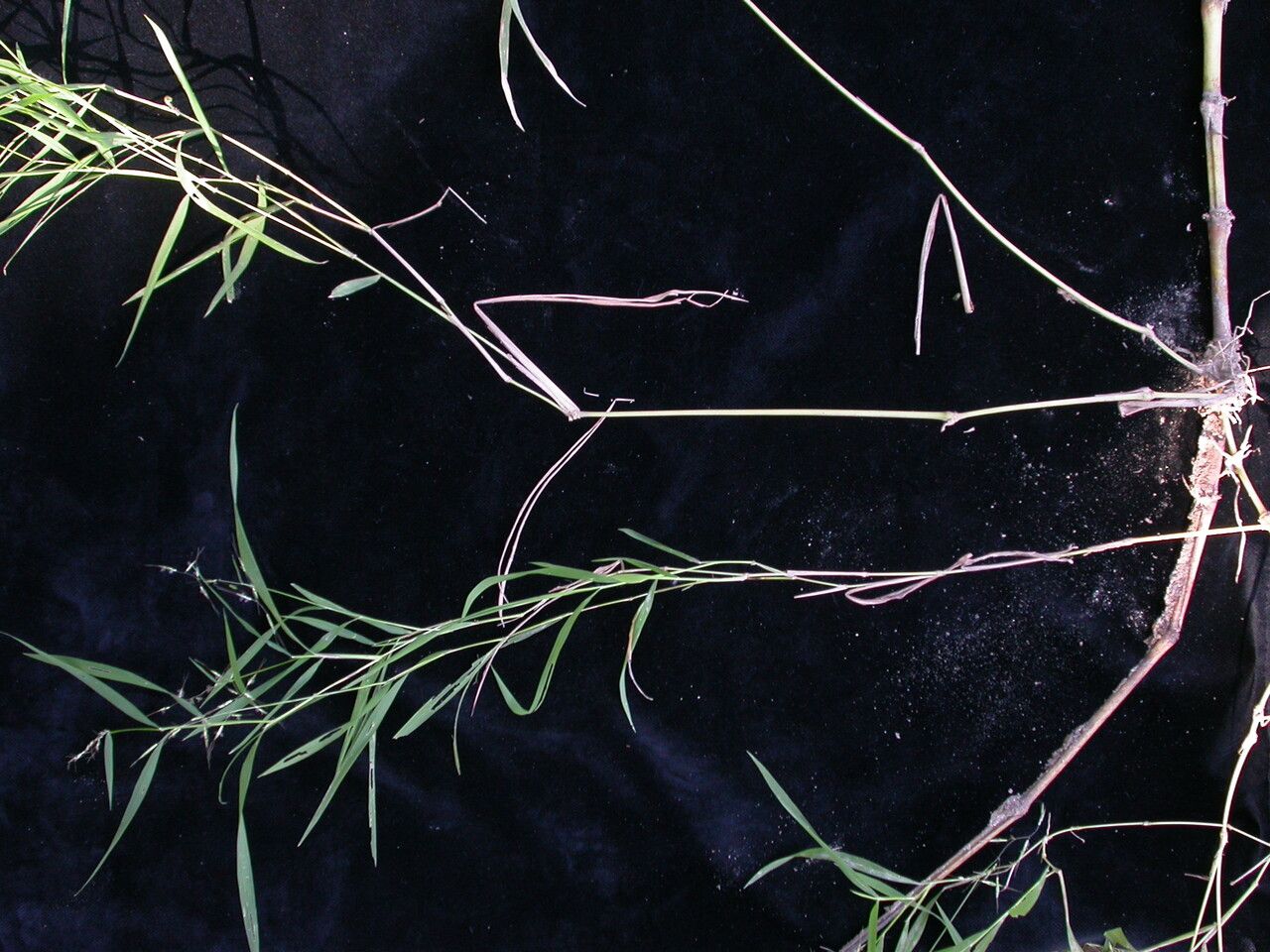 Capillipedium assimile — related species from the same genus