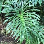 Philodendron selloum