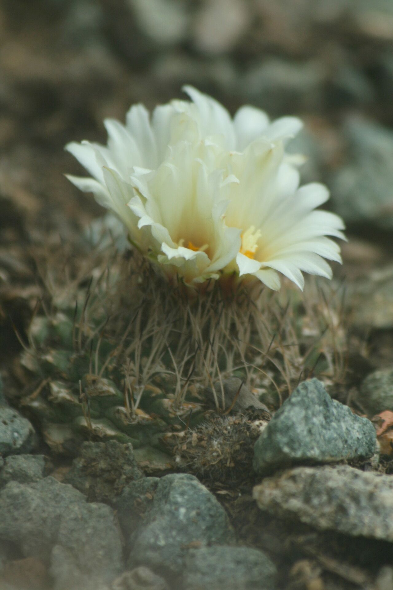 Strombocactus disciformis flower