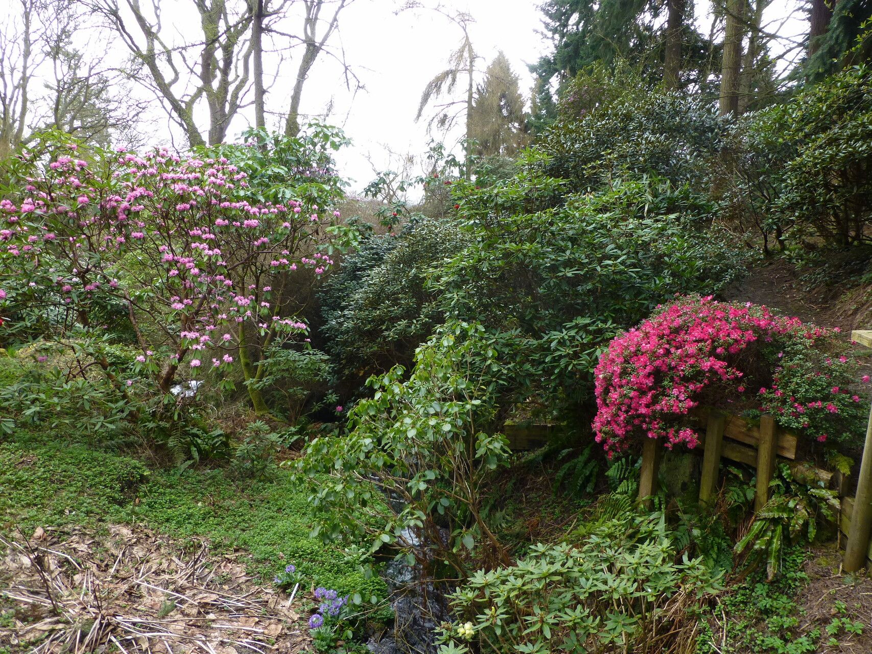 Rhododendron dendrocharis habit