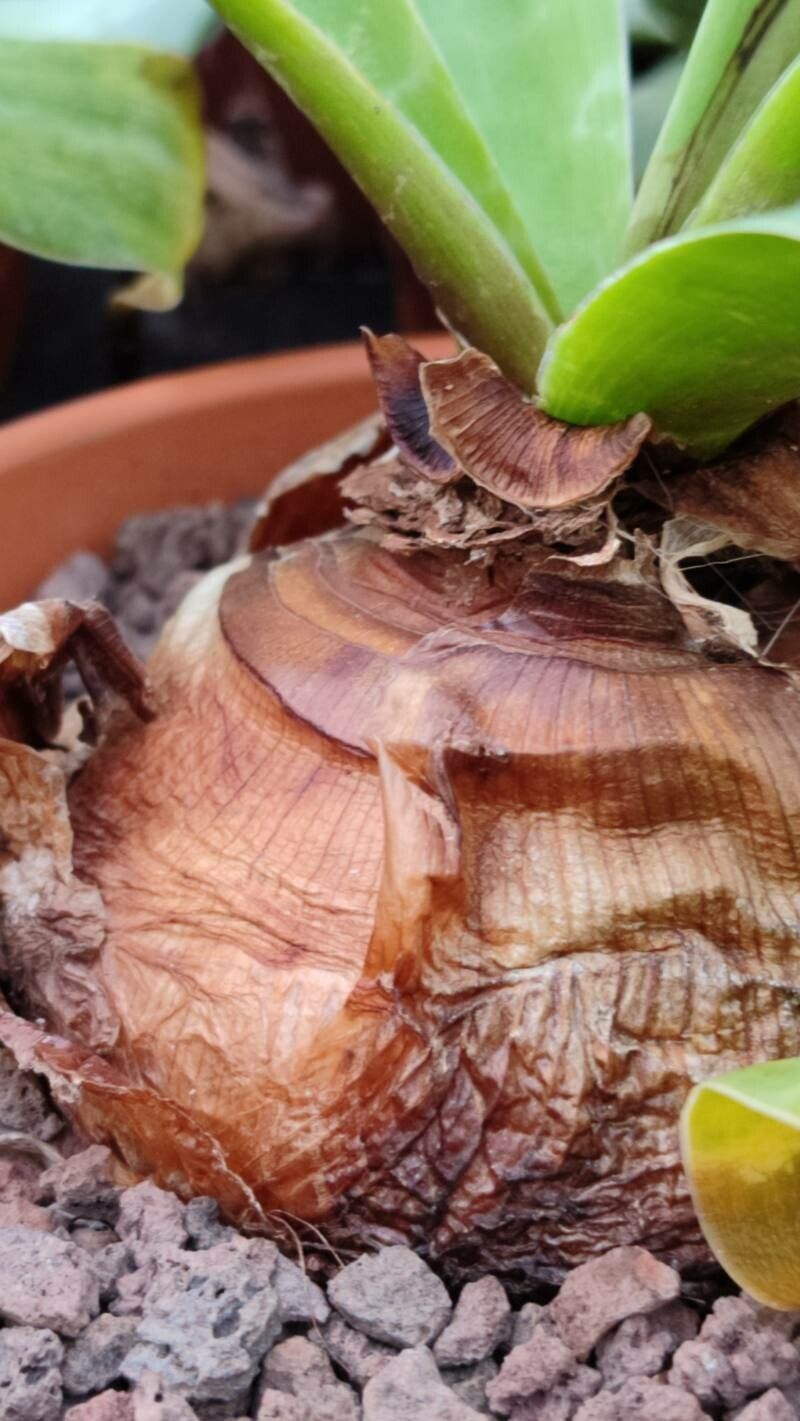 Ledebouria cooperi bark