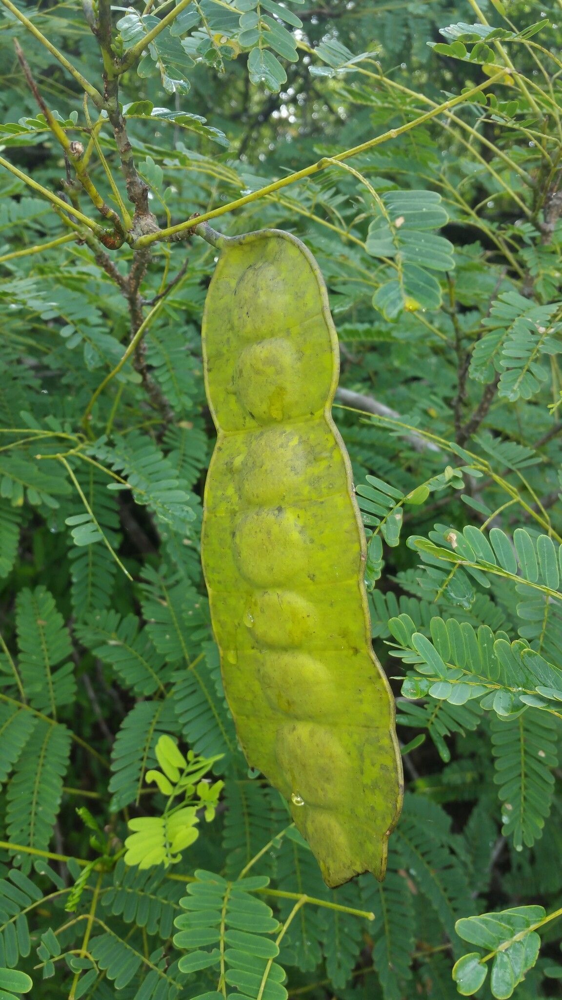 Entada chrysostachys fruit