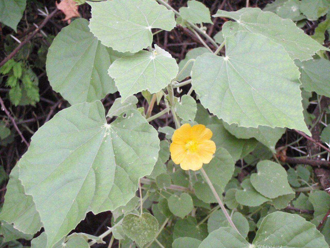 Abutilon indicum — search result for 'Malvaceae'