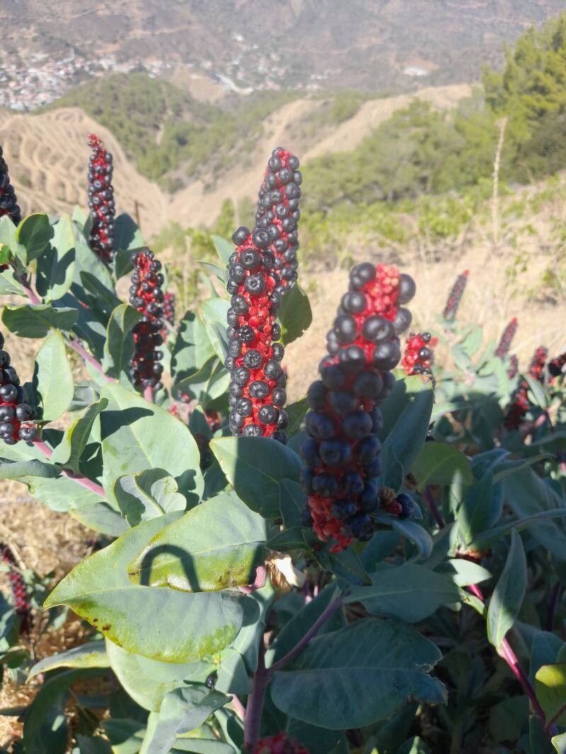 Phytolacca pruinosa — houseplant care guide