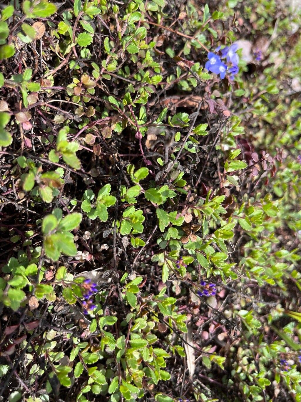 Veronica telephiifolia — houseplant care guide