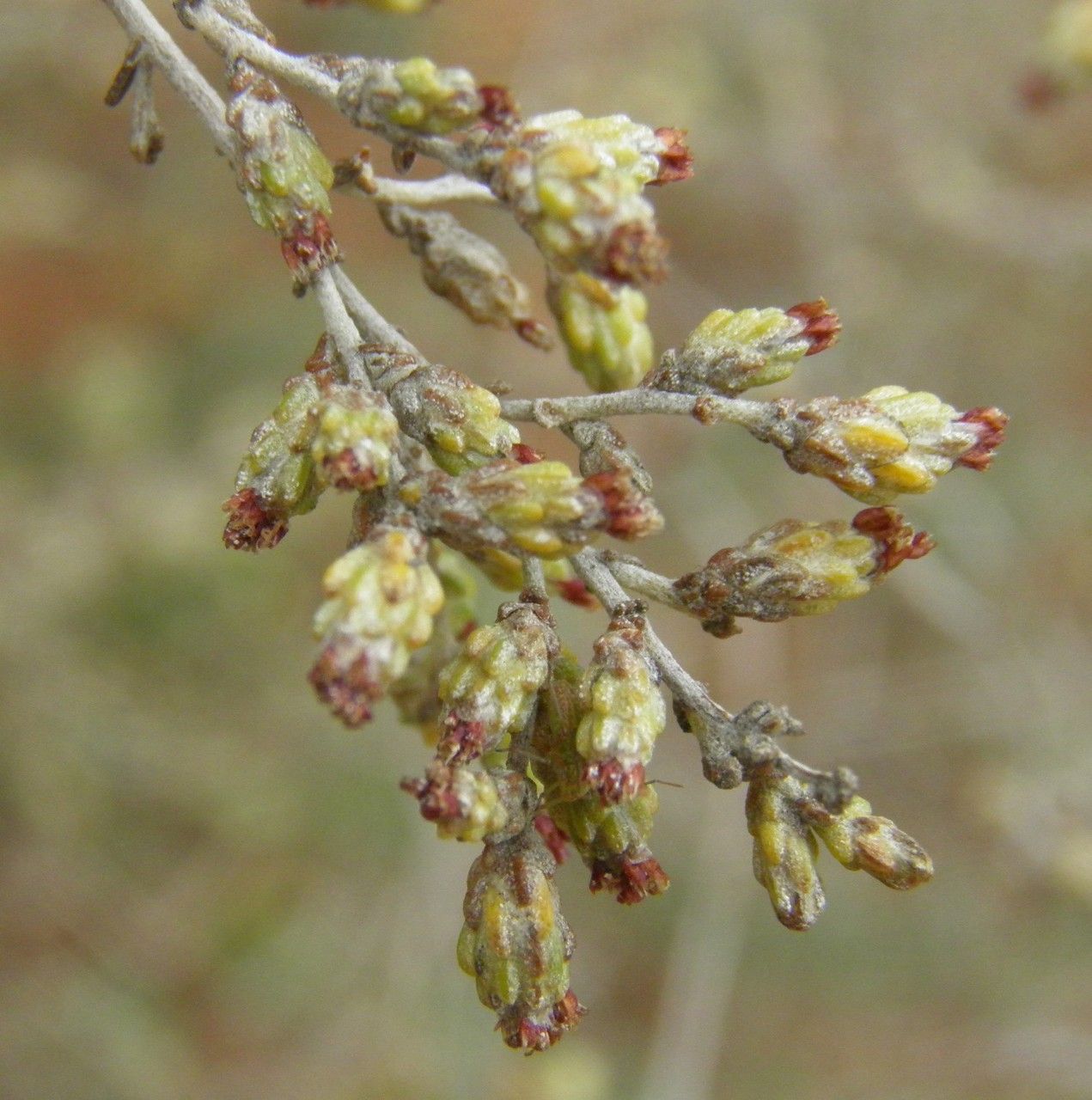 Artemisia barrelieri flower