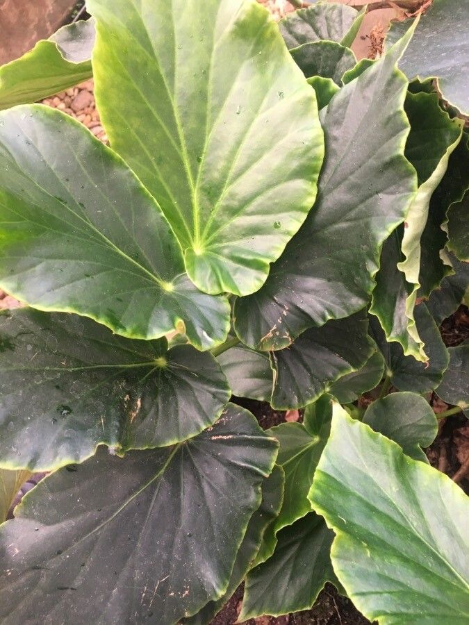 Begonia lunaris — houseplant care guide