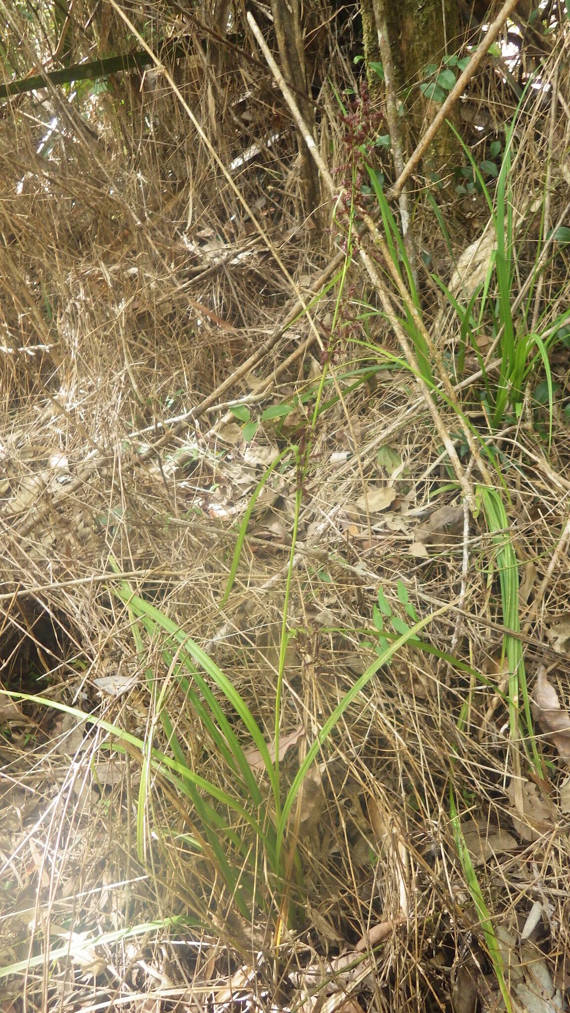 Carex haematosaccus habit