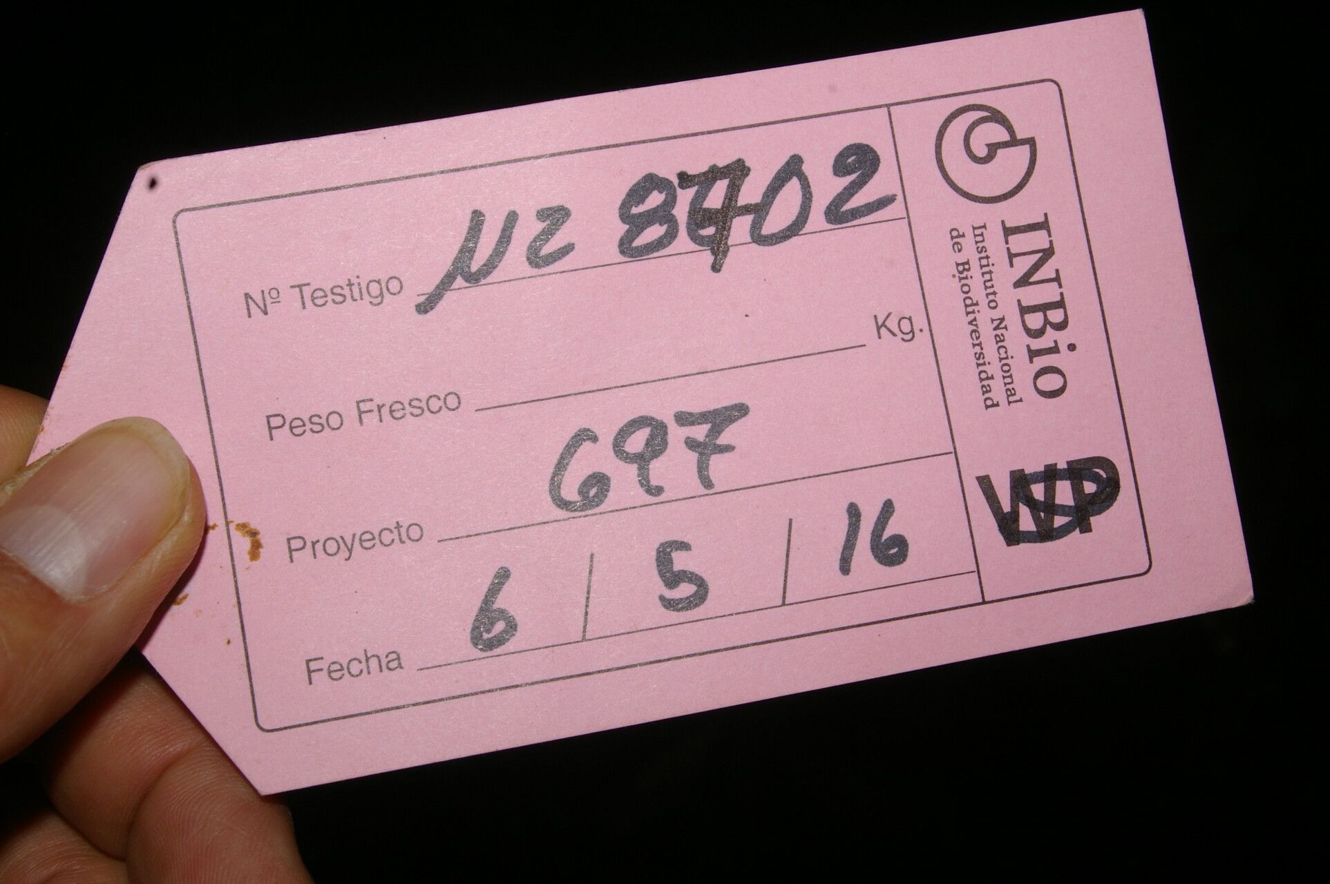 Symplocos costaricana other