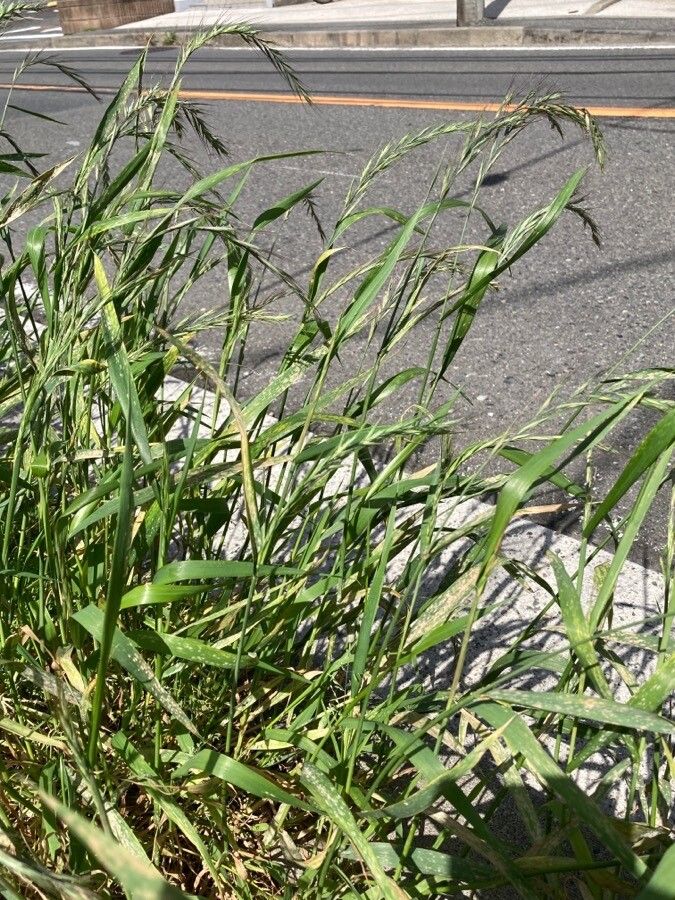 Elymus tsukushiensis — search result for 'Elymus'