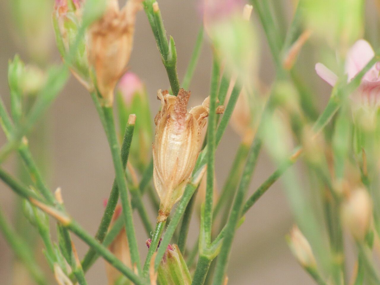 Petrorhagia saxifraga fruit