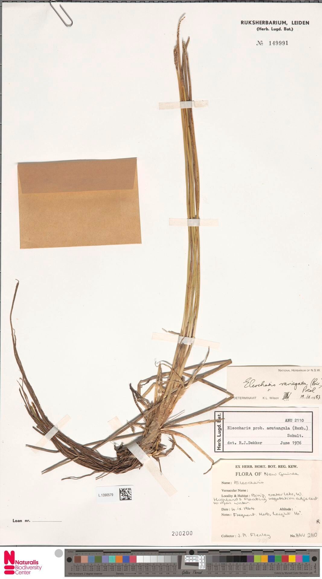 Eleocharis variegata — search result for 'Eleocharis'