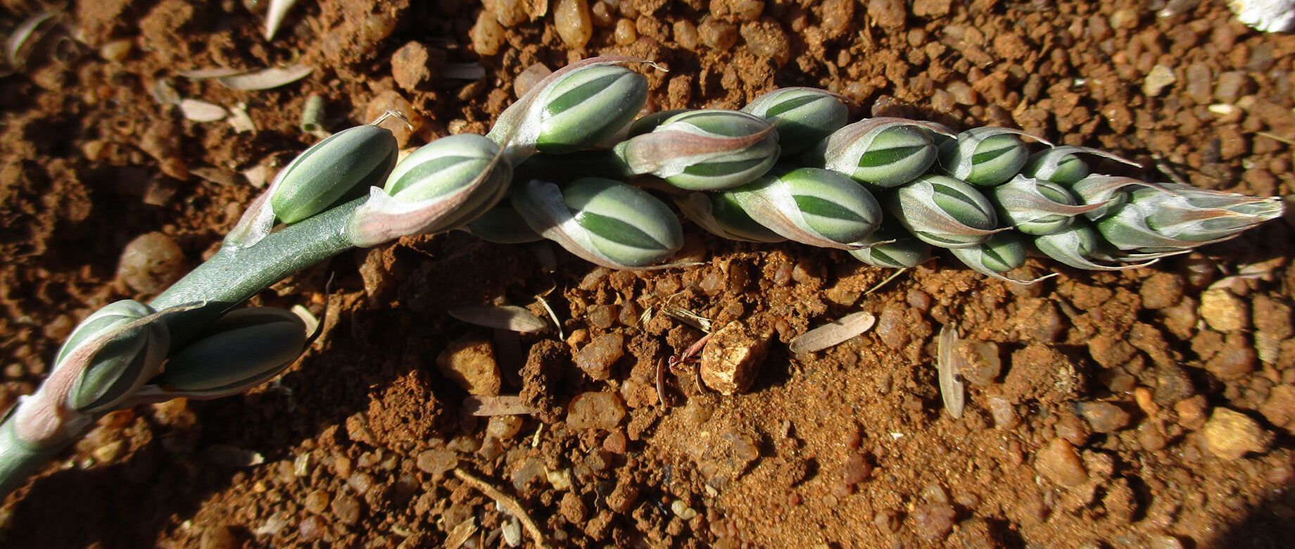 Albuca kirkii leaf