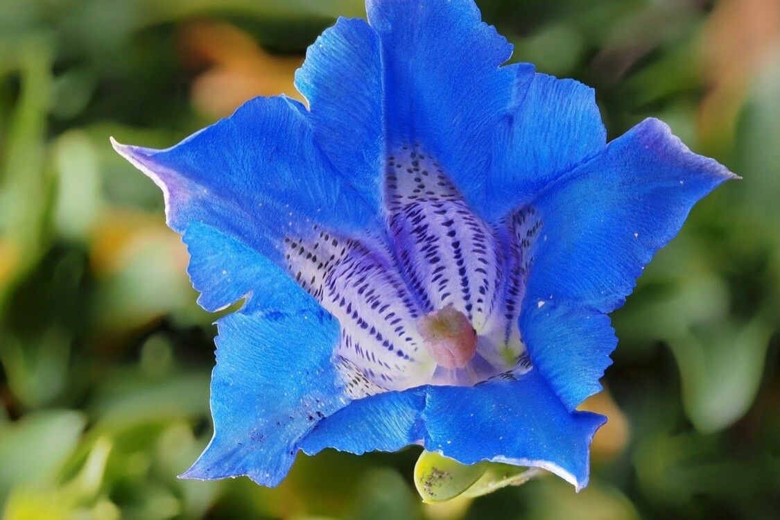 Gentiana clusii flower