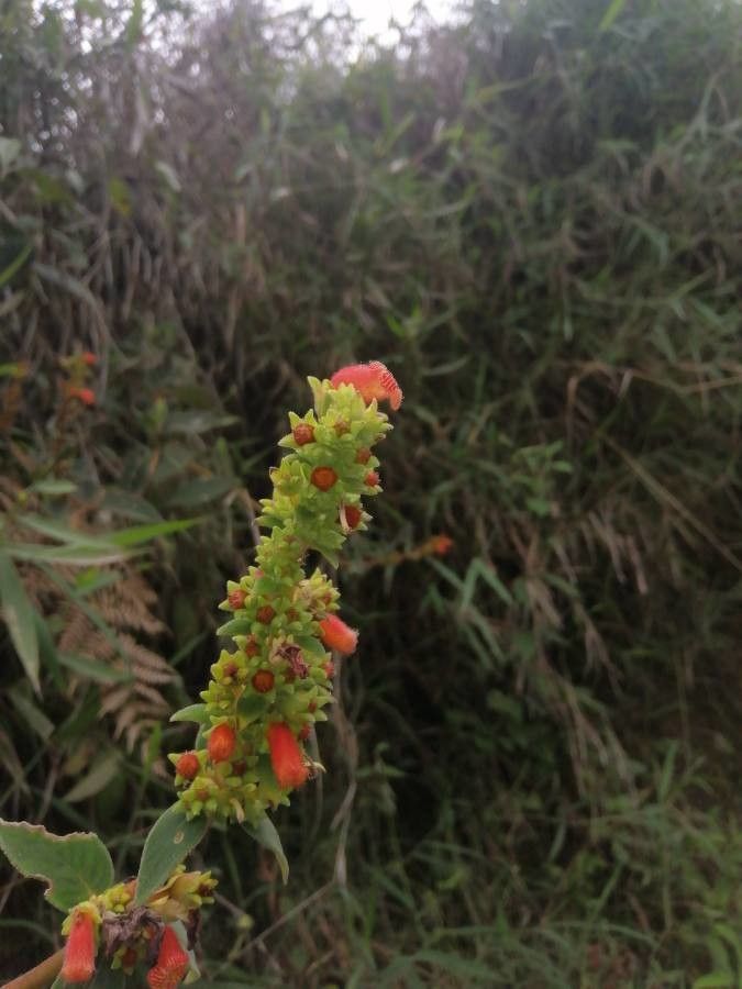 Kohleria spicata fruit